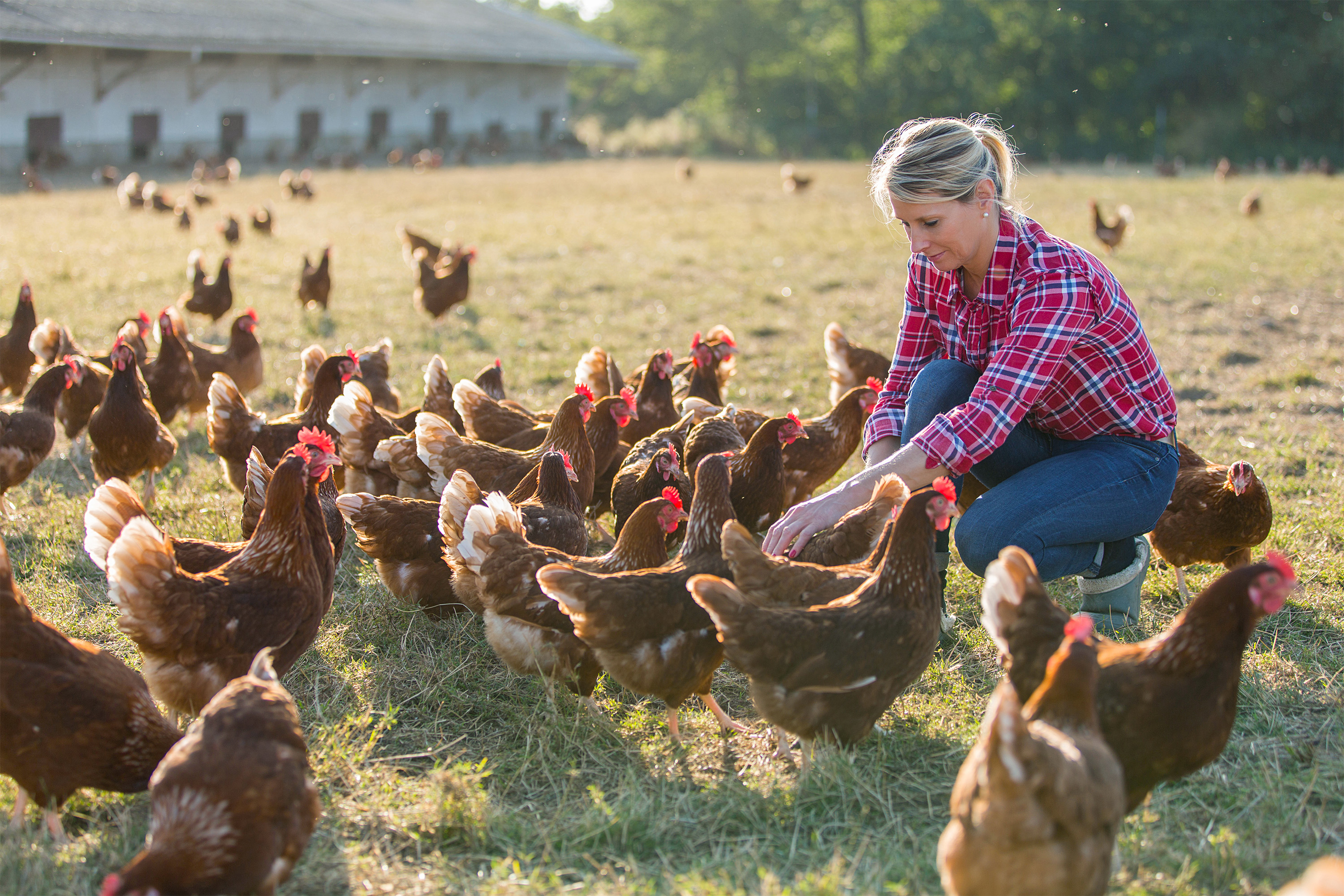 Poultry Growers Insurance
