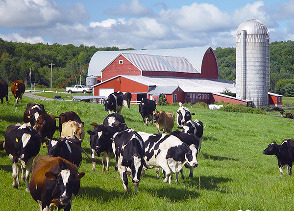 We provide the best pricing on dairy insurance so you can keep your diary operations running.