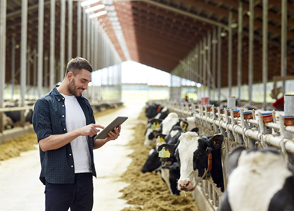 We understand how to structure dairy insurance programs to meet your needs.